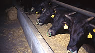 独自の肥育プログラムによって、安全・良質な国産牛肉を安定供給。