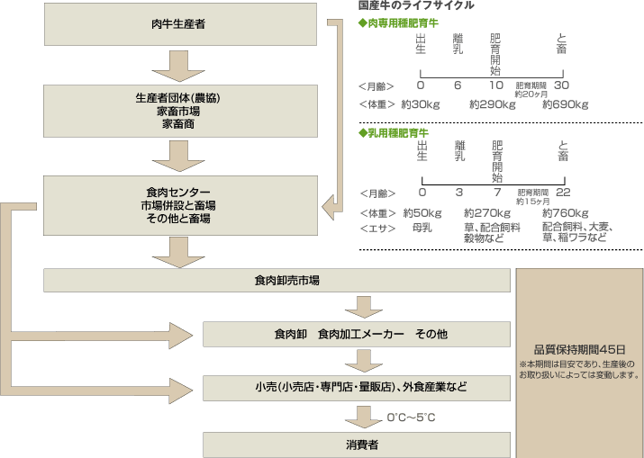 国産牛肉の流通経路